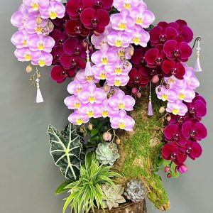 Chậu Lũa Lan Hồ Điệp Mix 9 cành