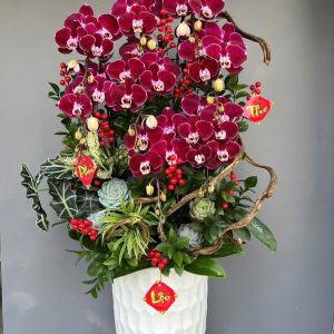 Chậu Lũa Lan Hồ Điệp 8 Cành Trang Trí Tết