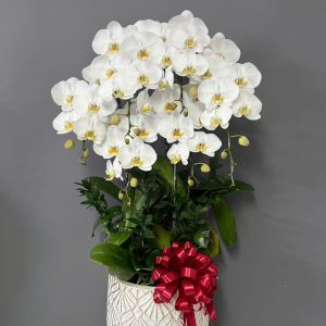 Chậu Lan Hồ Điệp 6 cành trắng