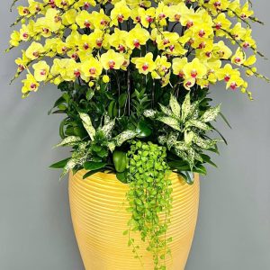 Chậu Lan Hồ Điệp 35 cành vàng