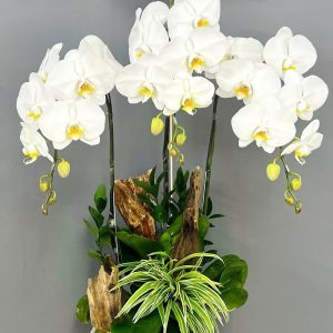 Chậu lan hồ điệp 3 cành lũa