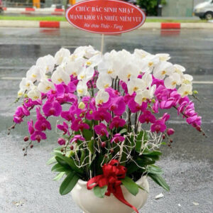 Chậu Lan Hồ Điệp 20 cành Trắng Mix Tím