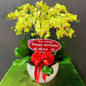 Chậu Lan Hồ Điệp 10 cành vàng