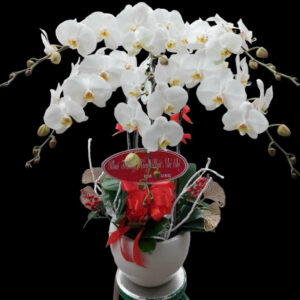 Chậu Lan Hồ Điệp 5 cành trắng