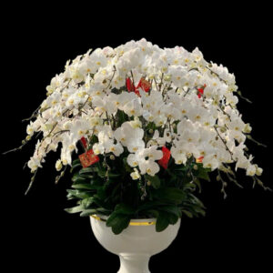 Chậu Lan Hồ Điệp Trắng 79 cành Thần Tài Lớn