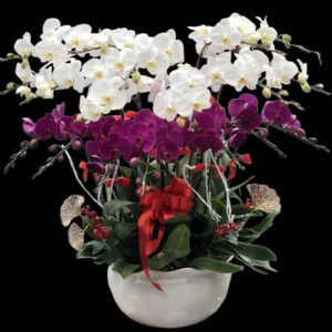 Chậu Lan Hồ Điệp 15 cành mix trắng tím