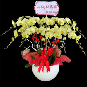 Chậu Lan Hồ Điệp 10 cành Táo Xanh