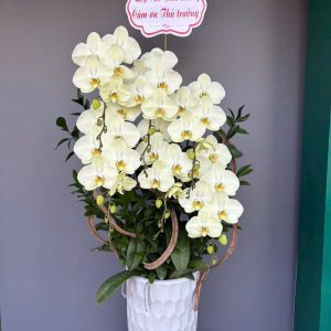 Chậu Lũa Lan Hồ Điệp Xanh Bơ