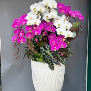 Chậu Lũa Lan Mix màu 10 cành