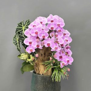 Chậu Lũa Lan Hồ Điệp 5 cành