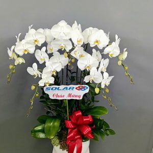 Chậu Lan Hồ Điệp Trắng 5 cành