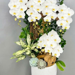 Chậu Lũa Lan Trắng 7 cành