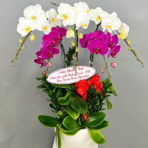 Chậu Lan Hồ Điệp 5 Cành Trắng mix
