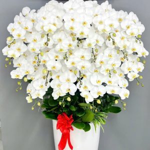 Chậu Lan Hồ Điệp trắng 20 cành