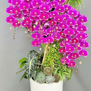 Chậu Lũa Lan Hồ Điệp Đột Biến