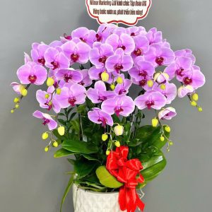 Chậu Lan Hồ Điệp 8 cành