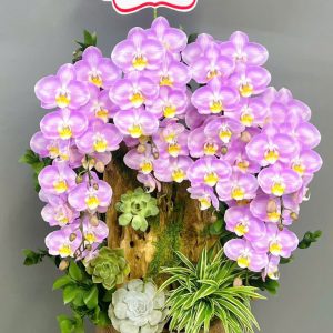 Chậu Lũa Lan Hồng Chớp 8 Cành