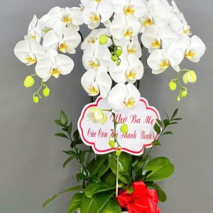 Chậu Lan Hồ Điệp 4 Cành