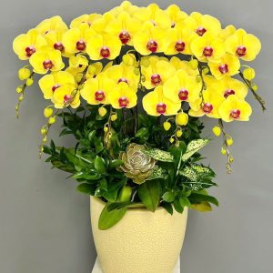 Chậu Lan Hồ Điệp Vàng 10 Cành