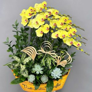 Chậu Thuyền Thuận Buồm Xuôi Gió