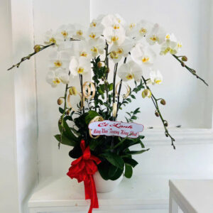 Chậu lan Hồ Điệp 5 Cành Trắng