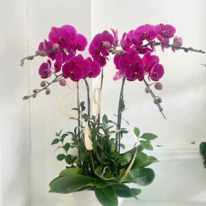 Chậu Lan Hồ Điệp 5 cành Tím