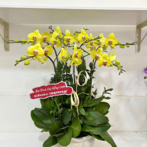 Chậu Lan Hồ Điệp 7 cành vàng