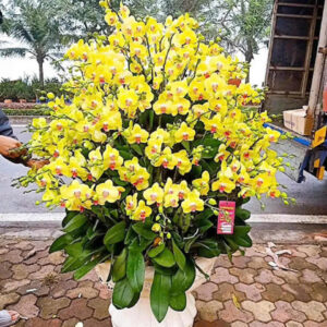 chậu lan hồ điệp 100 cành vàng