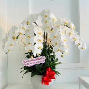 chậu lan hồ điệp trắng 7 cành