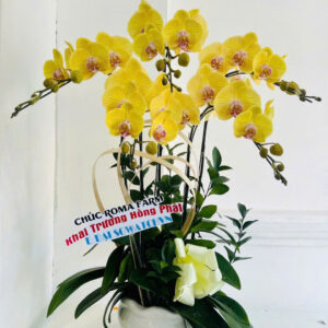 chậu lan hồ điệp vàng 5 cành