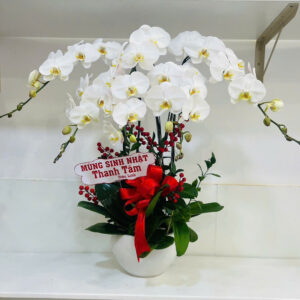 chậu lan hồ điệp trắng 5 cành