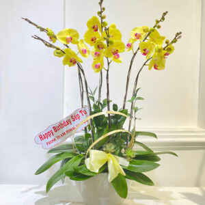 chậu lan vàng 6 cành