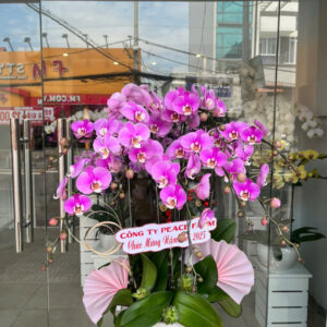chạu lan hồ điệp hông ana 9 cành