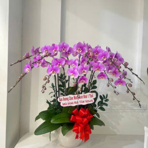 chậu lan hồ điệp hồng ana