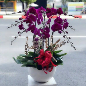 chậu lan hồ điệp tím ớt 9 cành