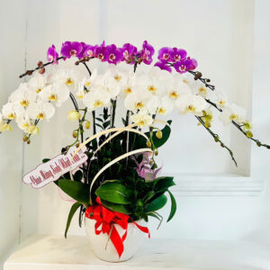 chậu lan trắng mix hồng ana 10 cành