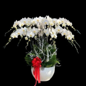 chậu lan hồ điệp trắng 20 cành