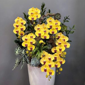 Chậu Lũa Lan màu vàng