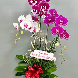 Chậu Lan 3 cành