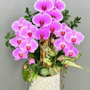 Chậu Lũa Lan Hồ Điệp 3 cành