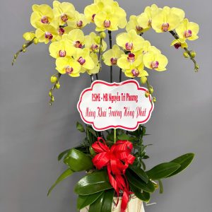 Chậu lan  hồ điệp vàng 5 cành
