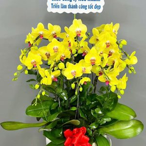 Chậu lan hồ điệp vàng 10 cành