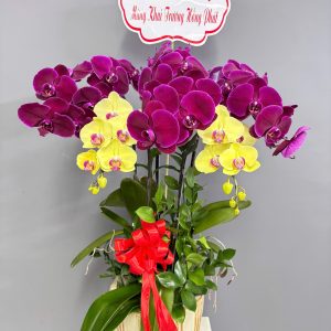 chậu lan hồ điệp mix 5 cành