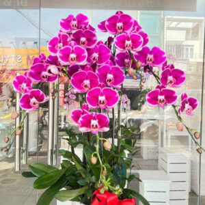chậu lan đột biến 5 cành