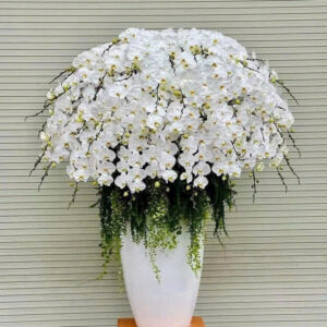 chậu lan hồ điệp trắng 50 cành