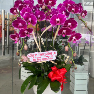chậu lan đột biến 5 cành