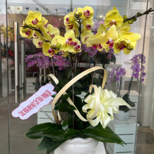 chậu lan  hồ điệp vàng 5 cành