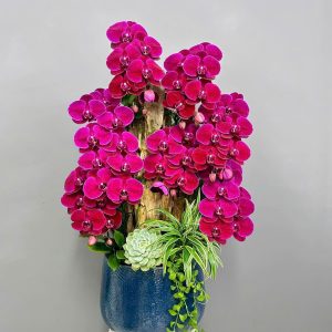 Chậu Lũa Lan Hồ Điệp 01