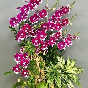 Chậu Lan Hồ Điệp Lũa đột biến