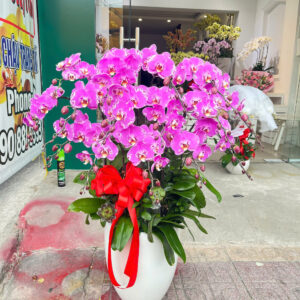 Chậu Lan Hồ Điệp 15 cành tím bản đồ